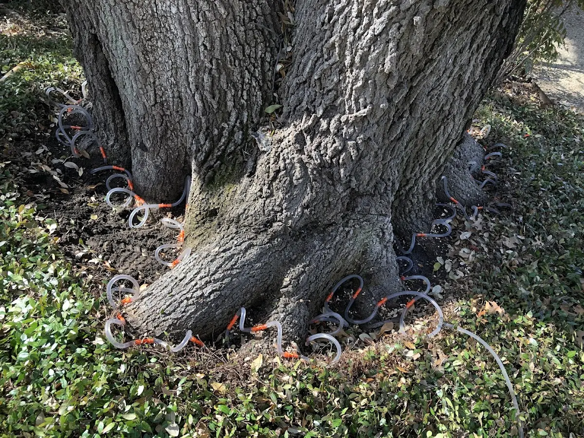 Detailed Tree Cabling and Bracing job site in Boothbay Harbor