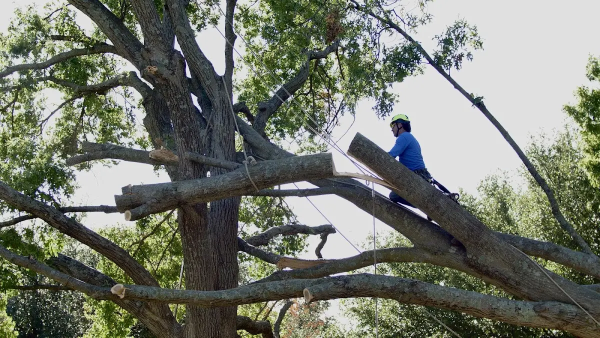 Professional Crown Thinning performed by certified arborists in Boothbay Harbor