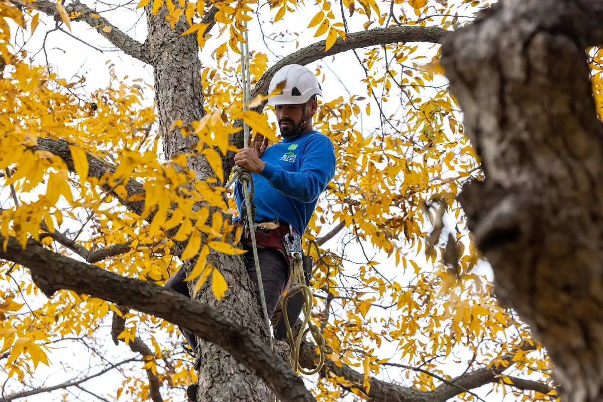 Skilled Tree Planting crew working in Boothbay Harbor
